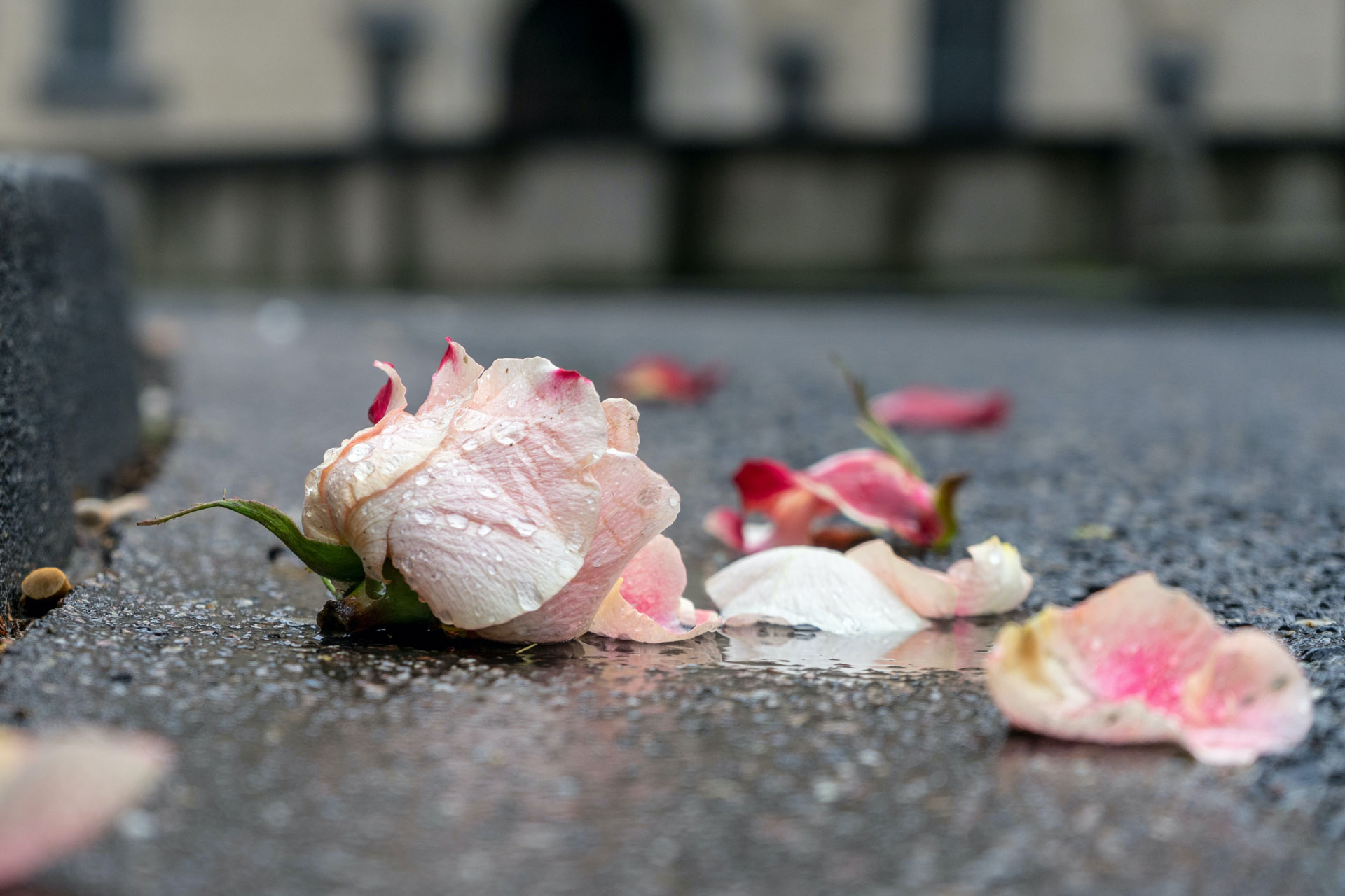 Verwelkte Rose auf nasser Straße – Symbol für Verlust und Trauerbewältigung.