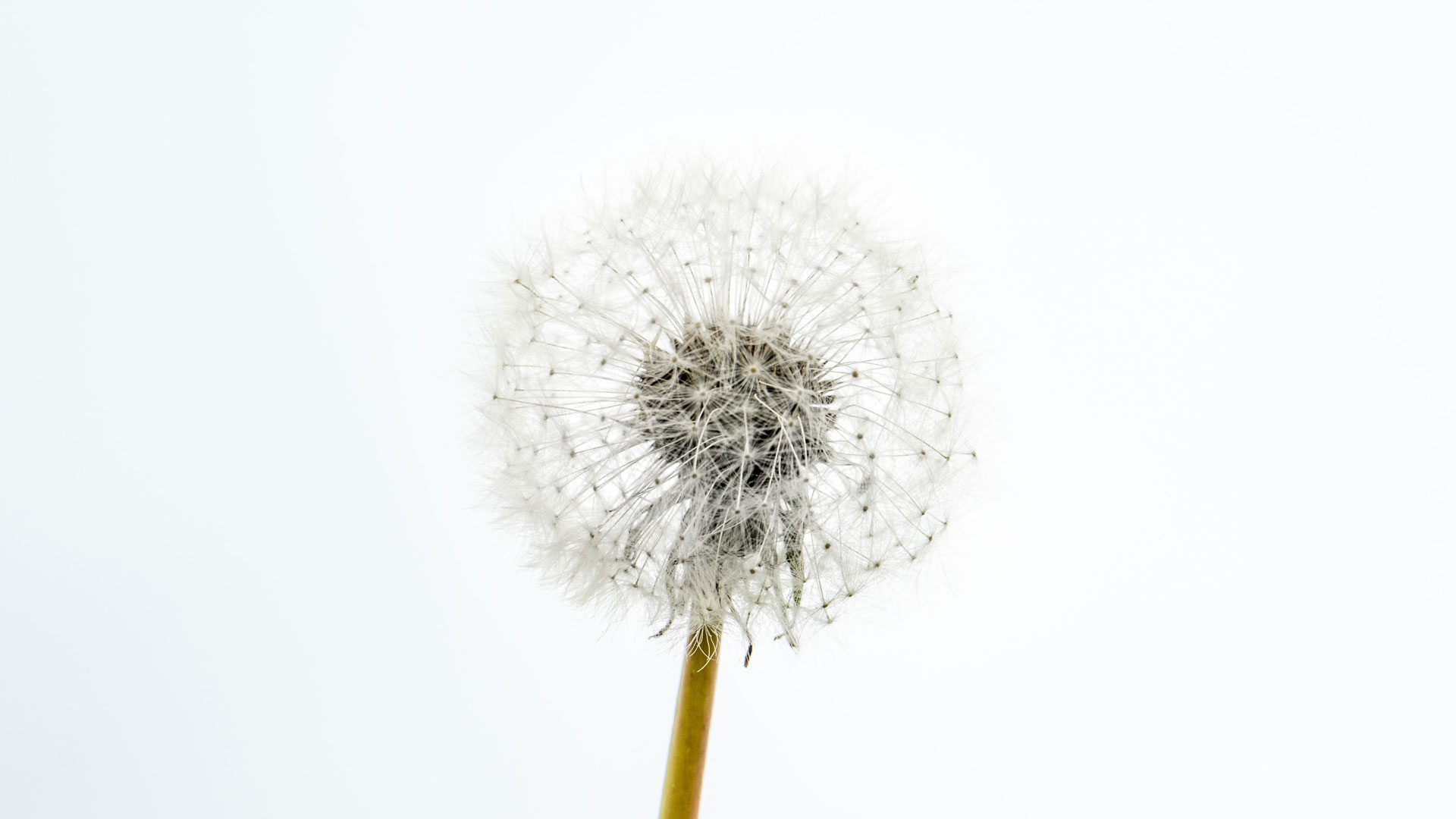 Pusteblume auf weißem Hintergrund – Symbol für die Vorsorge alleinstehender Personen