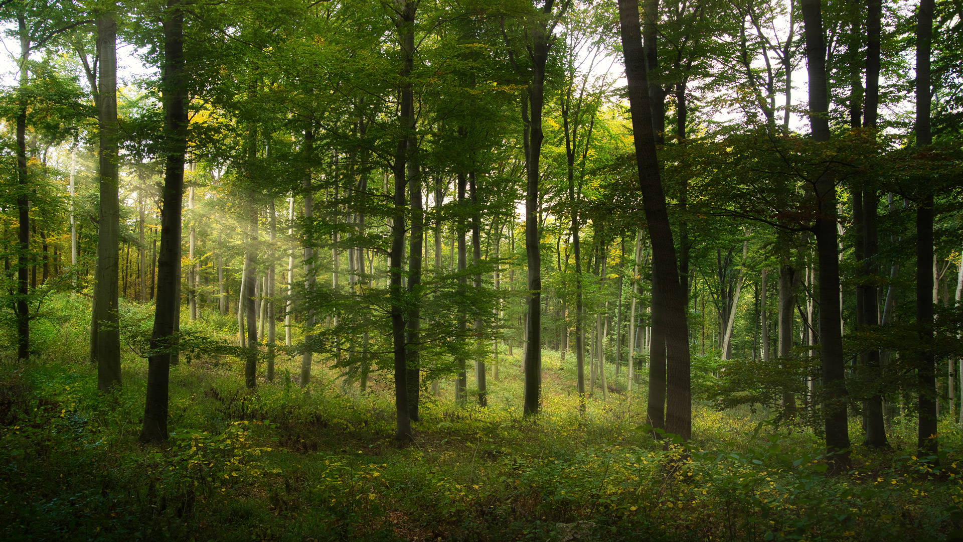 Grüner Wald – Symbol für ökologische Bestattungen und Naturverbundenheit